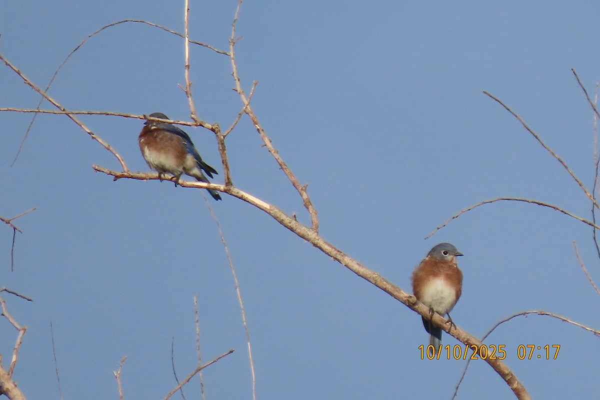 Eastern Bluebird - ML643272489