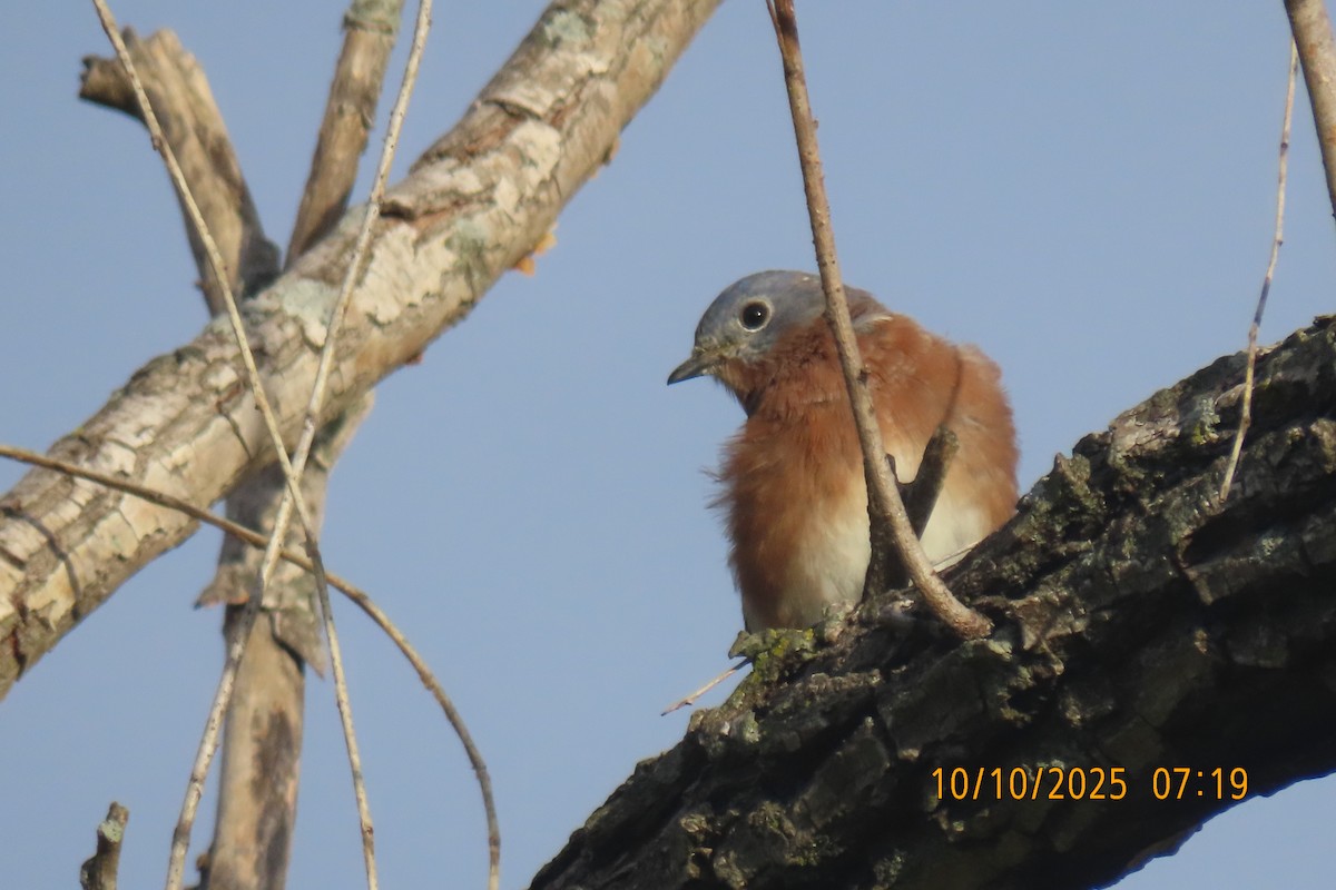 Eastern Bluebird - ML643272490