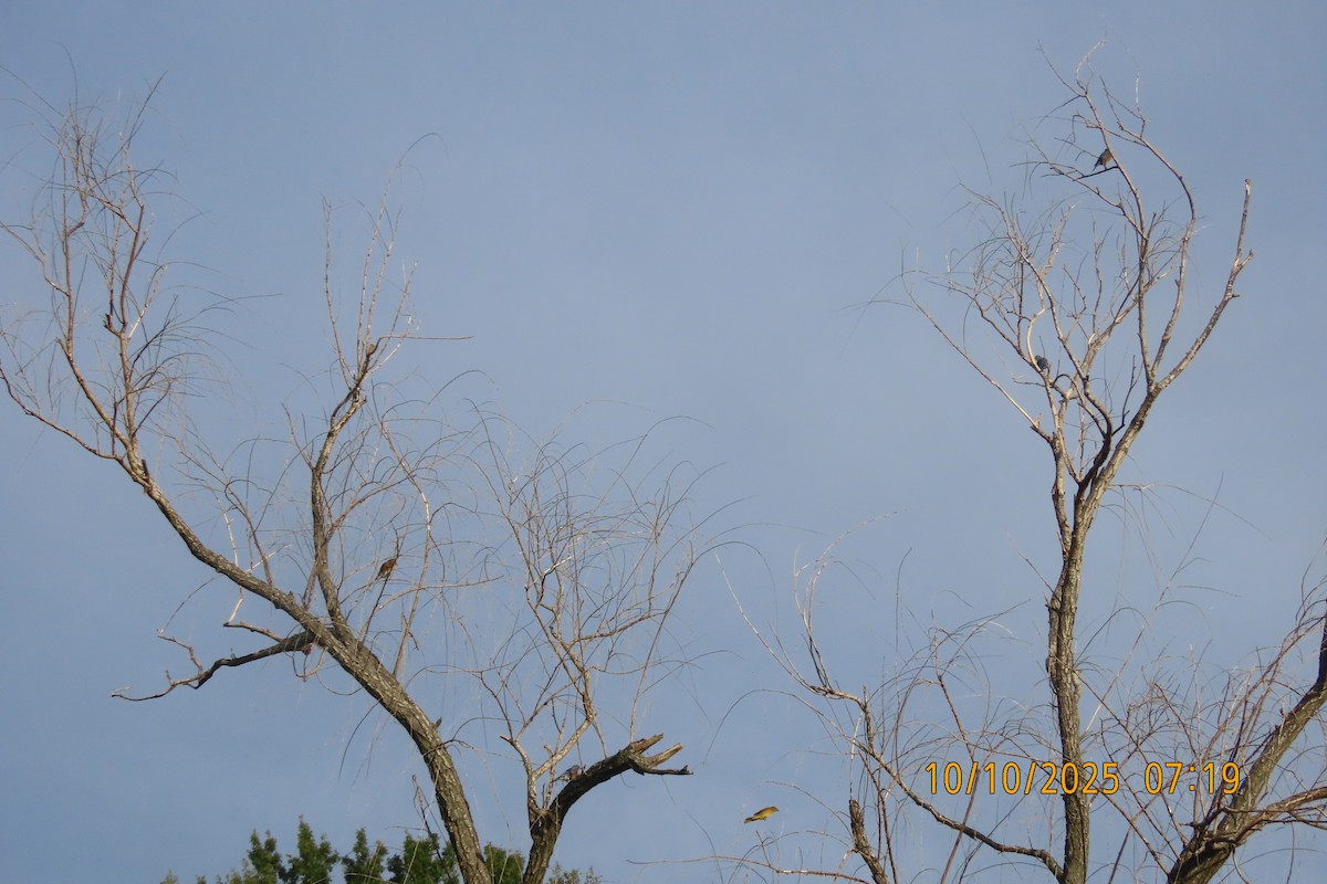 Eastern Bluebird - ML643272491