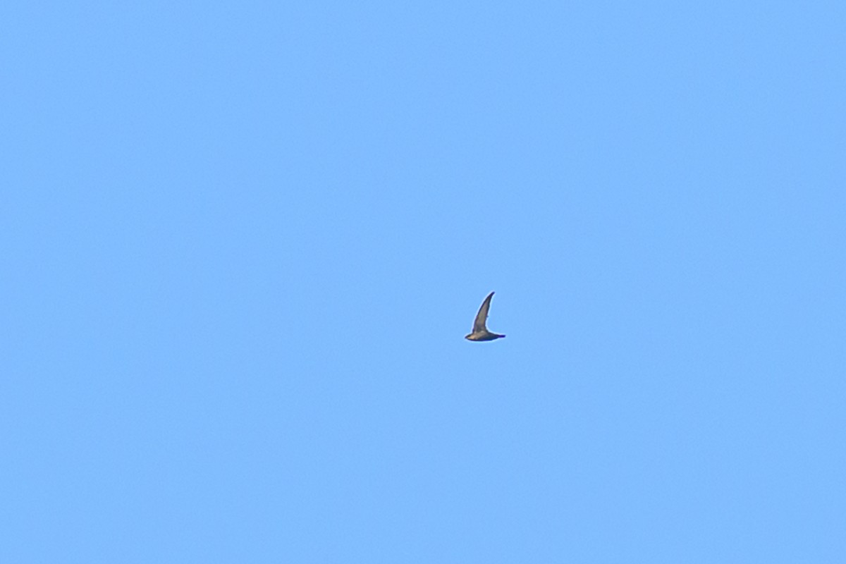 Chimney Swift - ML643272499