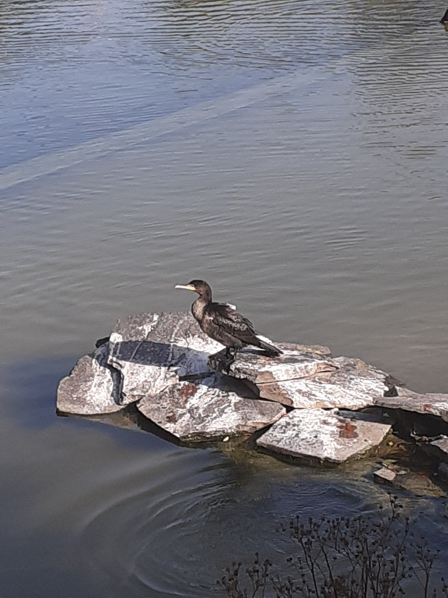 Great Cormorant - ML643272511