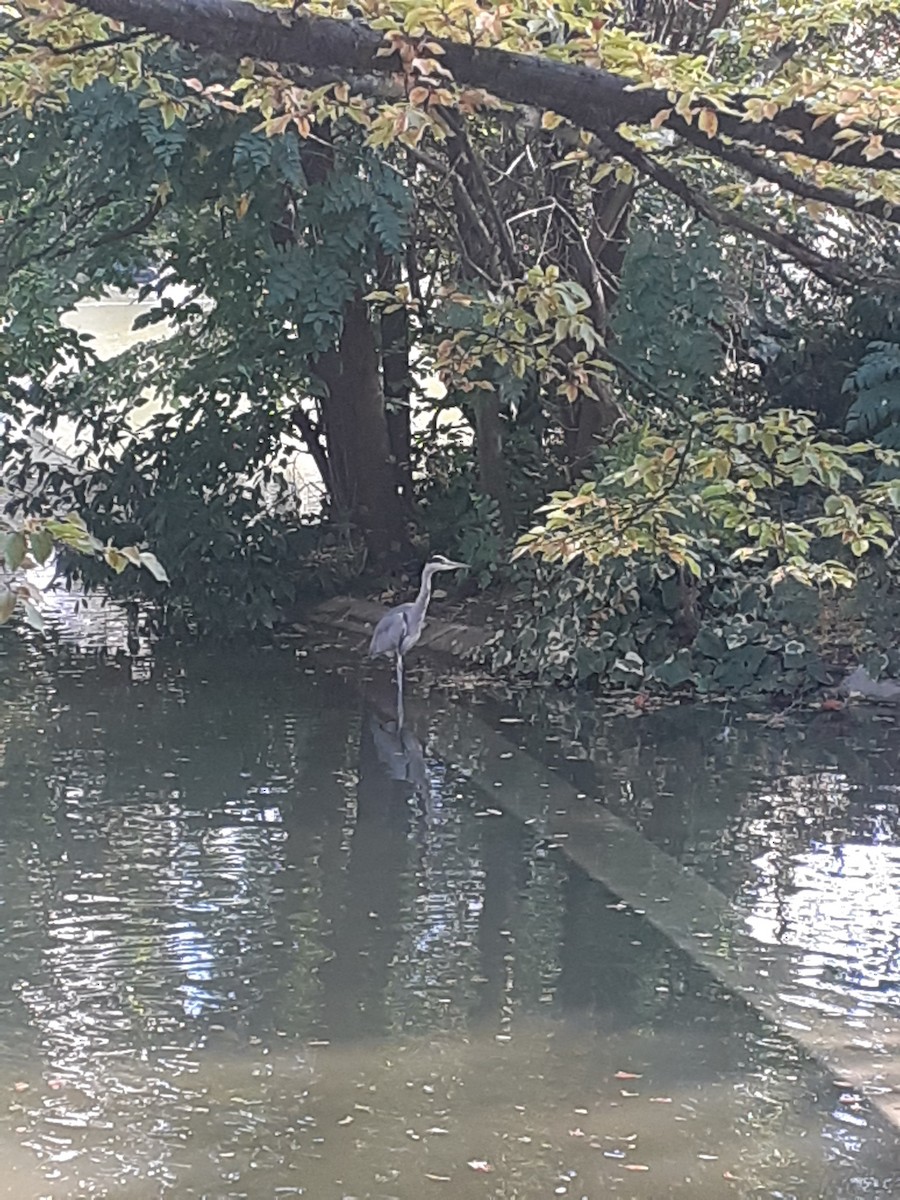 Gray Heron - ML643272513