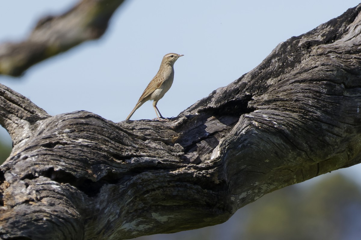 Rufous Songlark - ML643272523