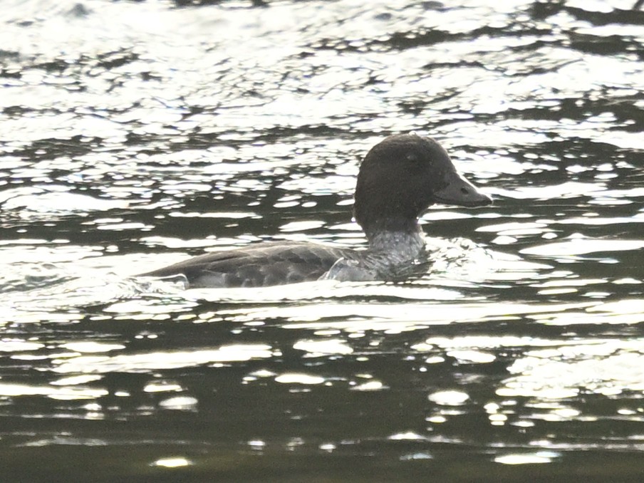 Common Goldeneye - ML643272536
