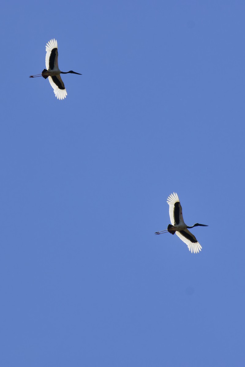 Riesenstorch - ML643272537
