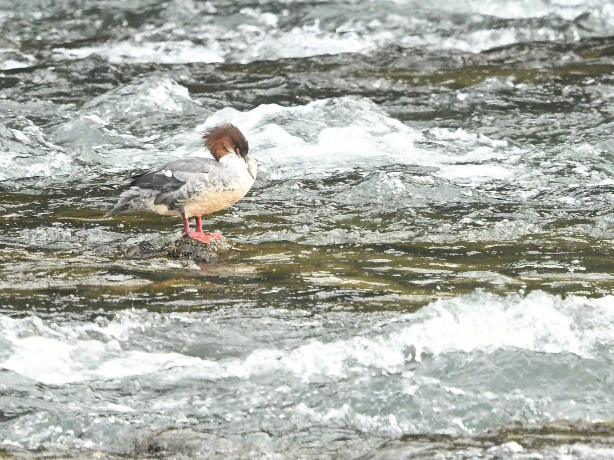 Common Merganser - ML643272540