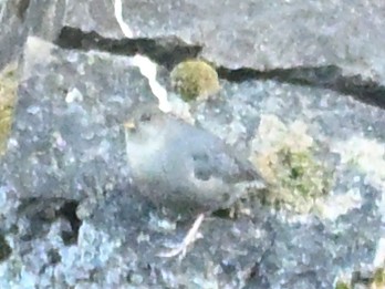 メキシコカワガラス - ML643272541