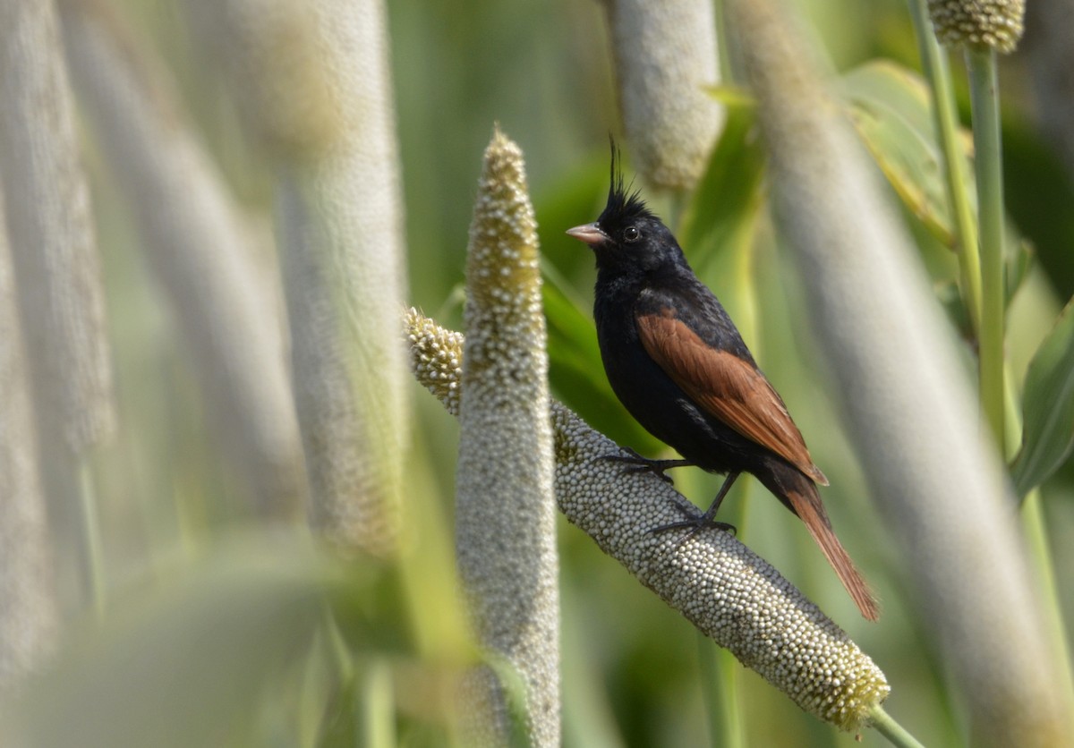 Crested Bunting - ML643272555