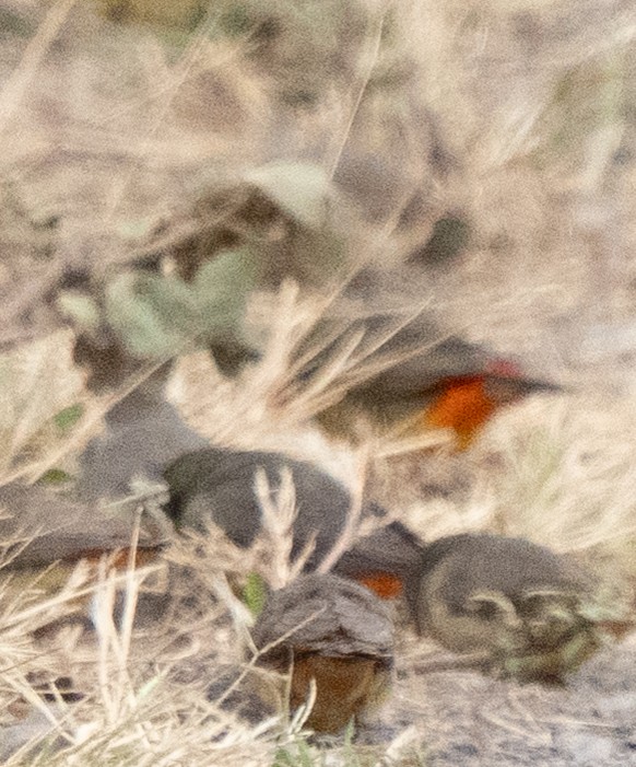 Zebra Waxbill - ML643272557