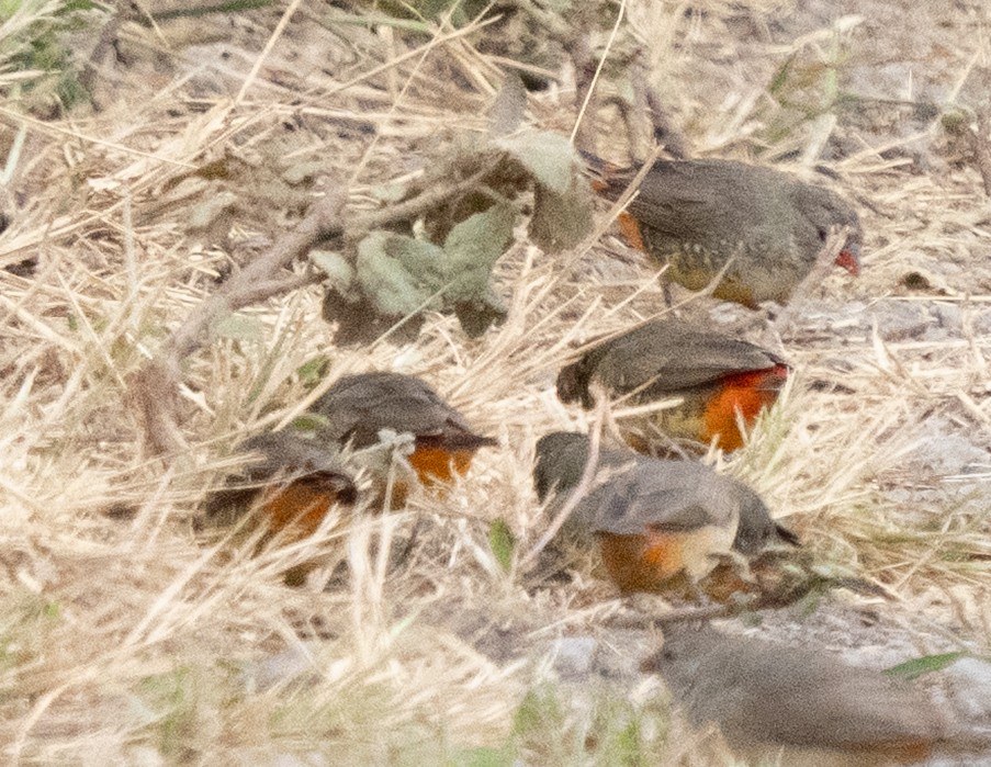 Zebra Waxbill - ML643272558