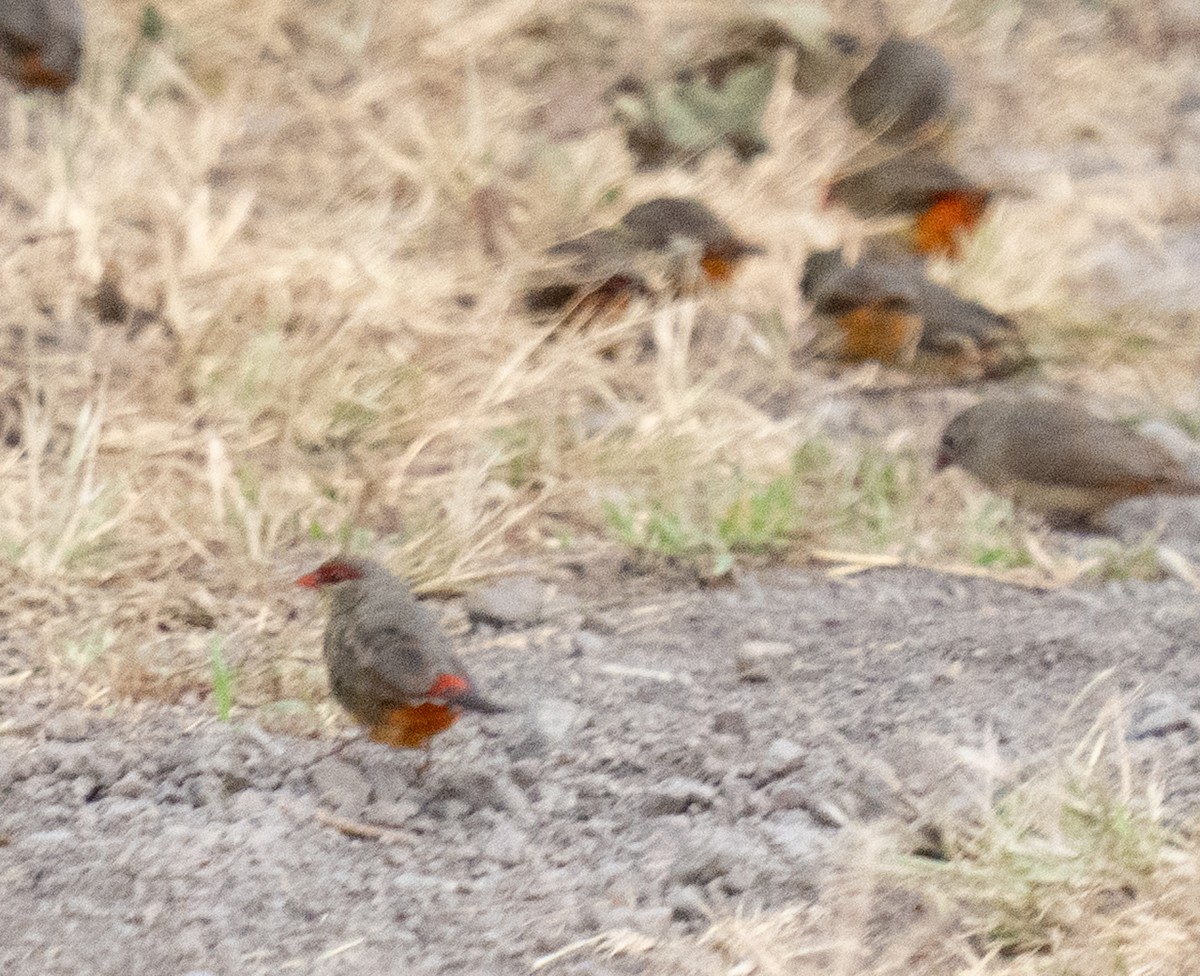 Zebra Waxbill - ML643272560