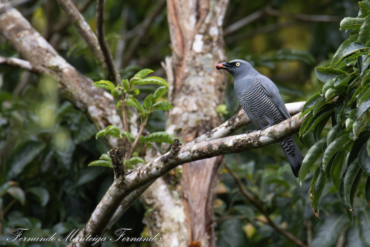 Barred Cuckooshrike - ML643272563