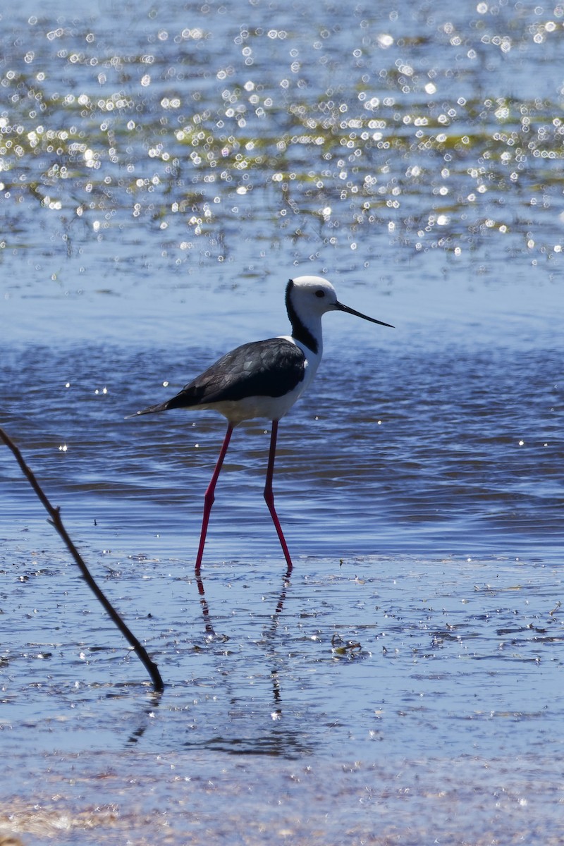 Pied Stilt - ML643272576