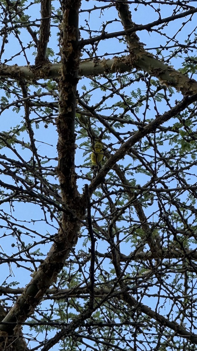 Kikuyu White-eye - ML643272577