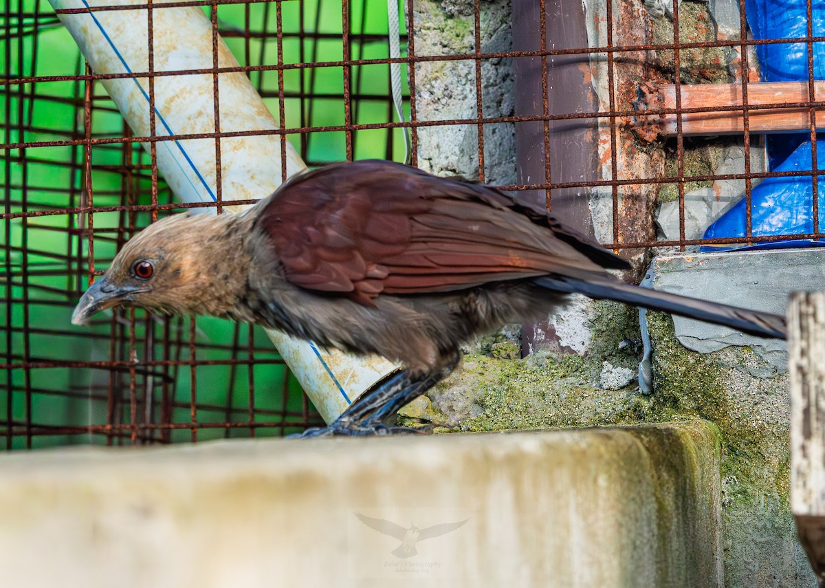 Coucal des Andaman - ML643272580