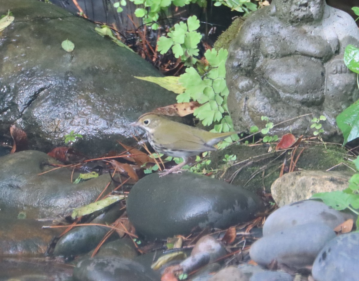Ovenbird - ML643272593