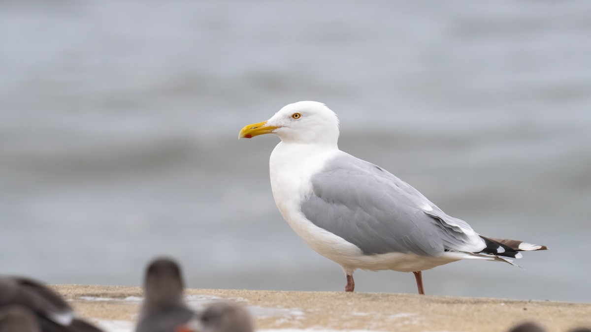 American Herring Gull - ML643272595
