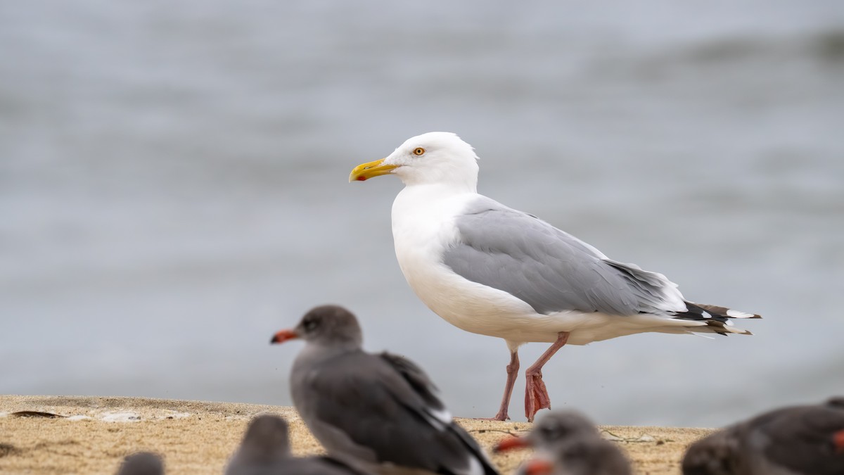 American Herring Gull - ML643272596