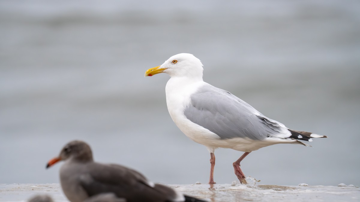 American Herring Gull - ML643272597