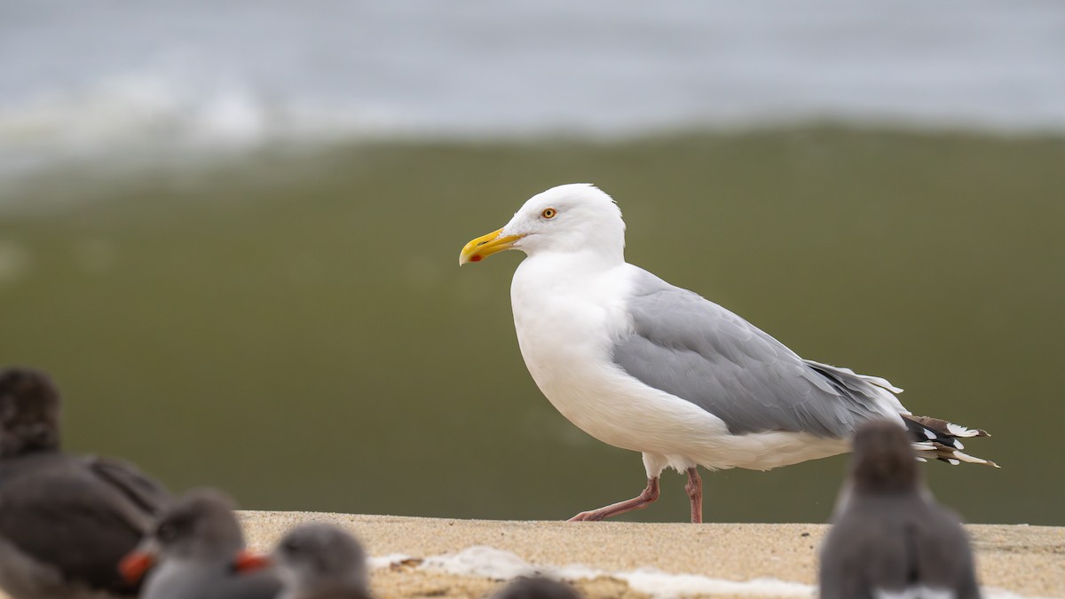 American Herring Gull - ML643272599