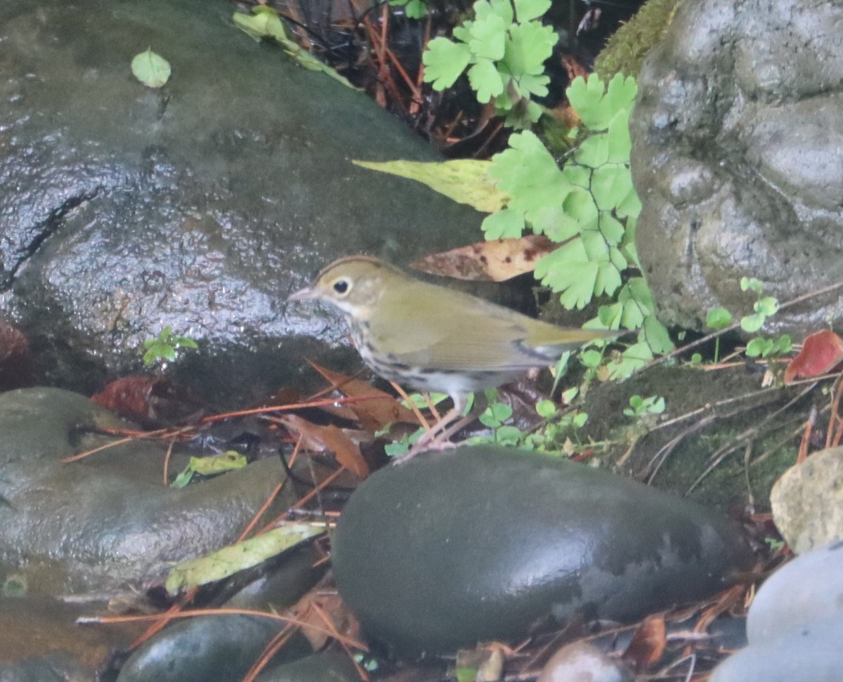 Ovenbird - ML643272602