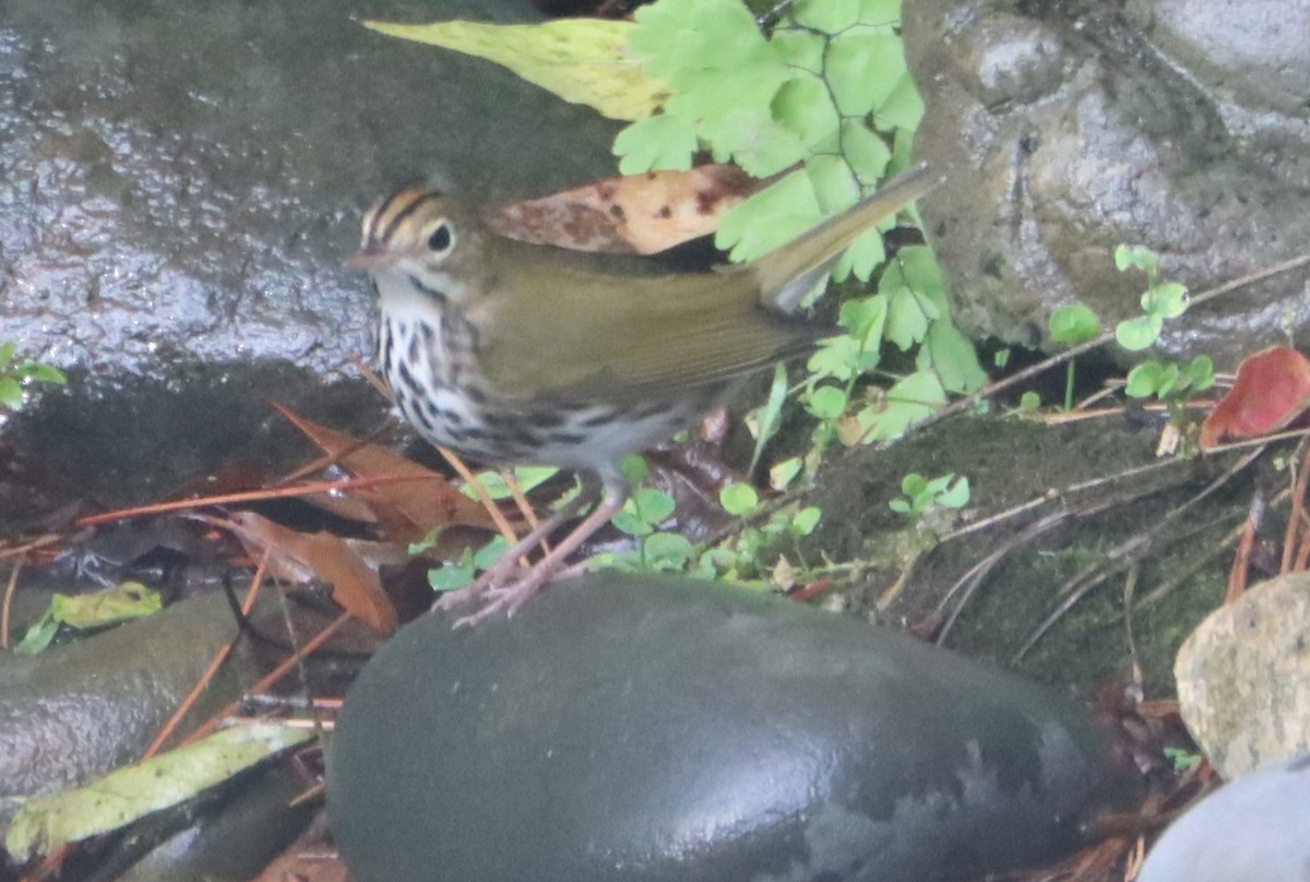 Ovenbird - ML643272606