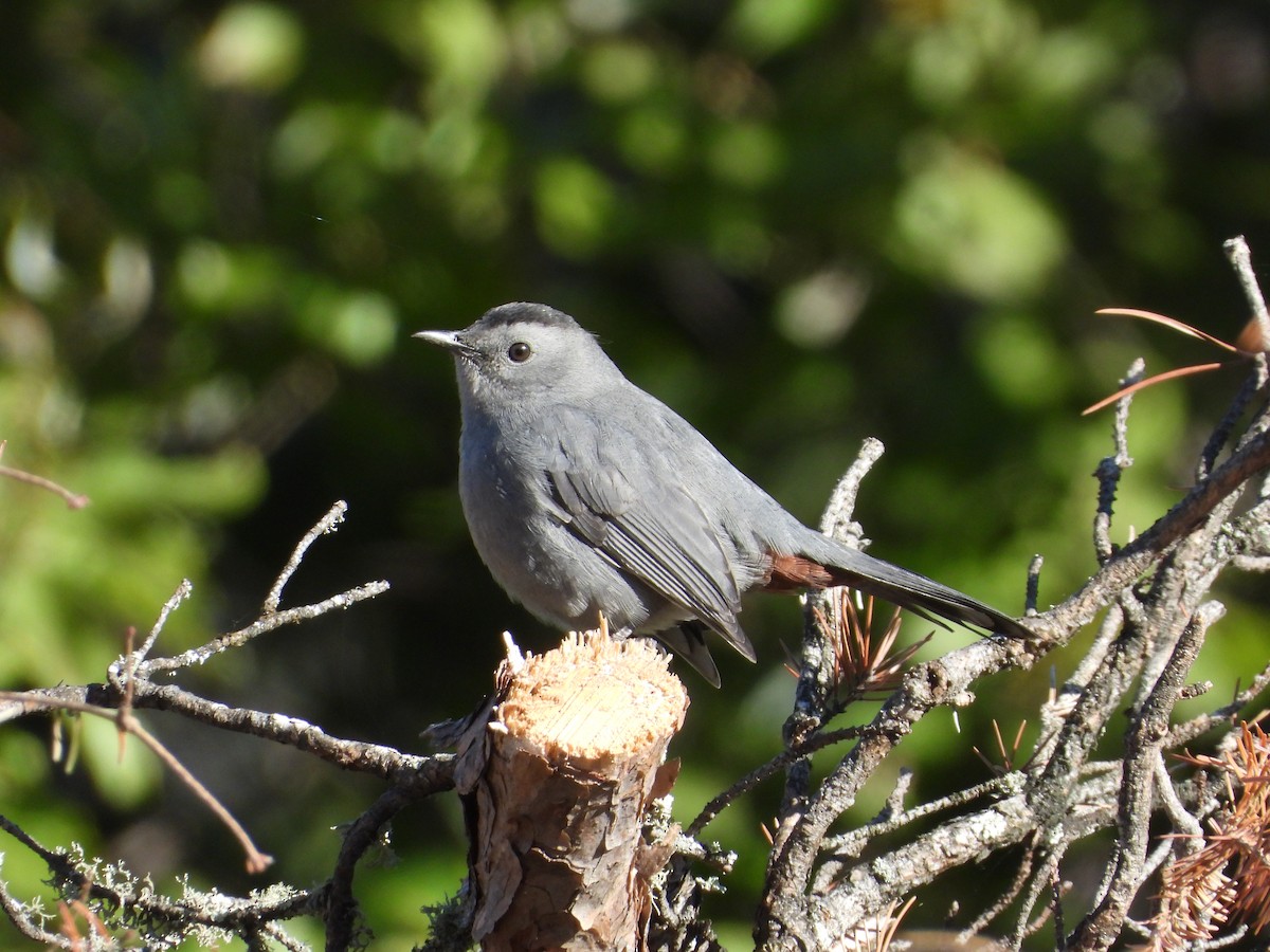 Gray Catbird - ML643272611