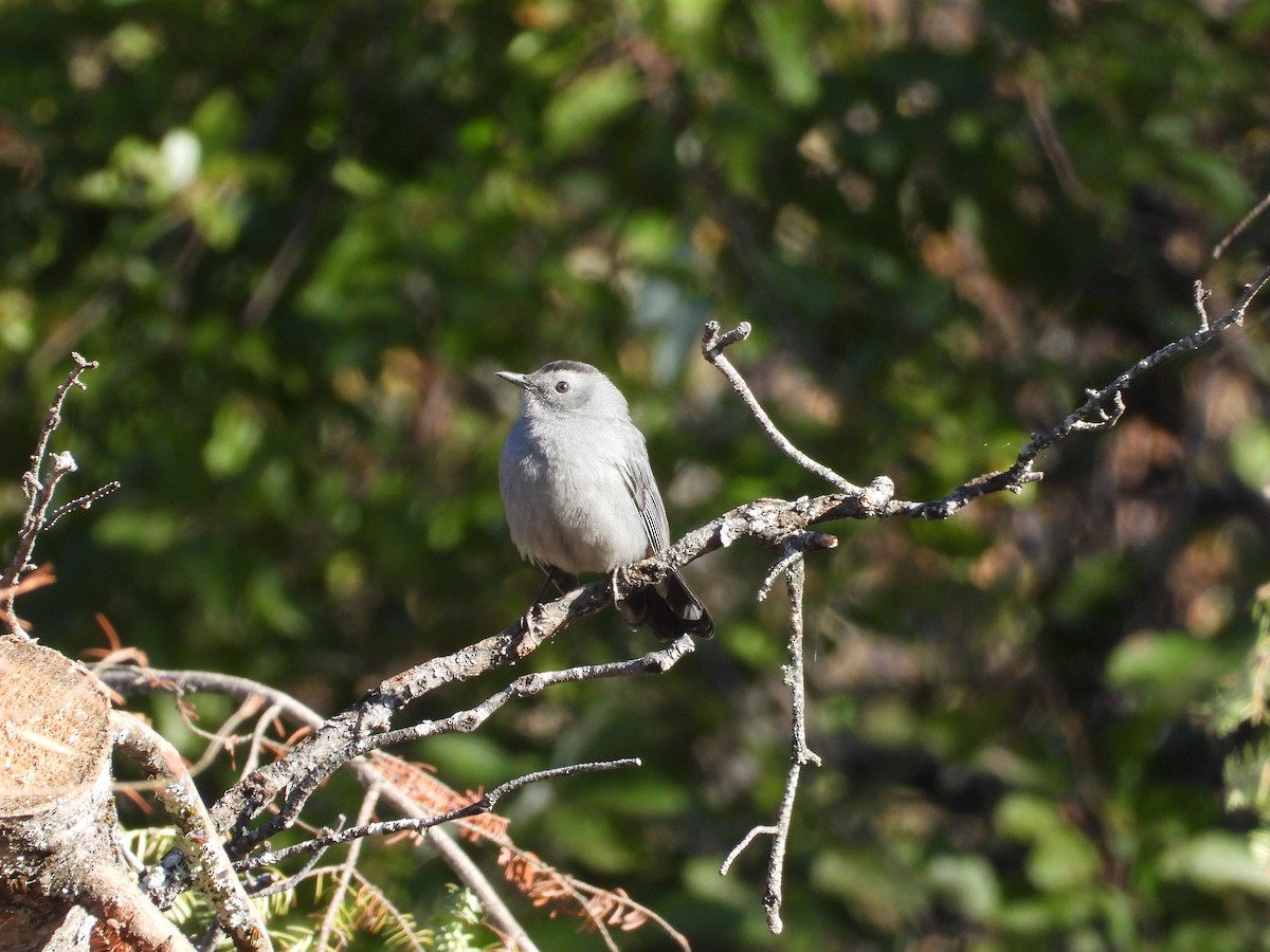Gray Catbird - ML643272612