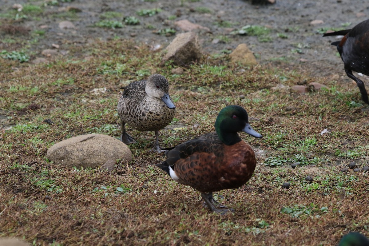 Chestnut Teal - ML643272618