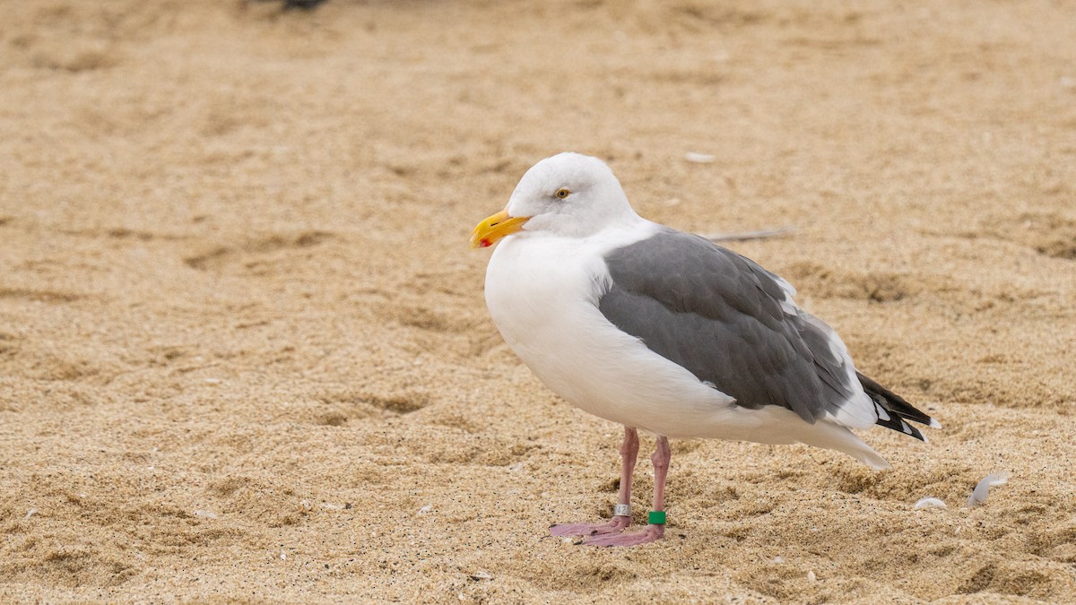 Western Gull - ML643272639