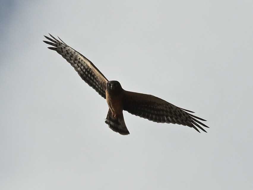 Northern Harrier - ML643272645