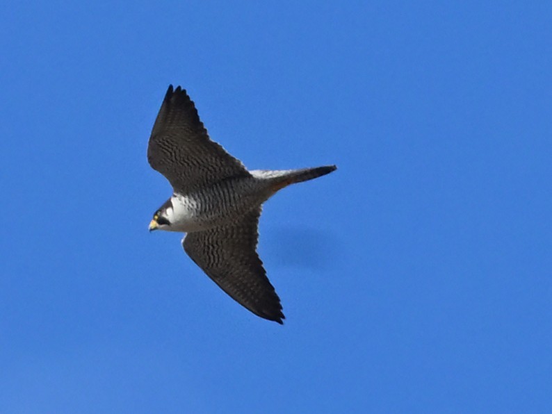 Peregrine Falcon - ML643272649