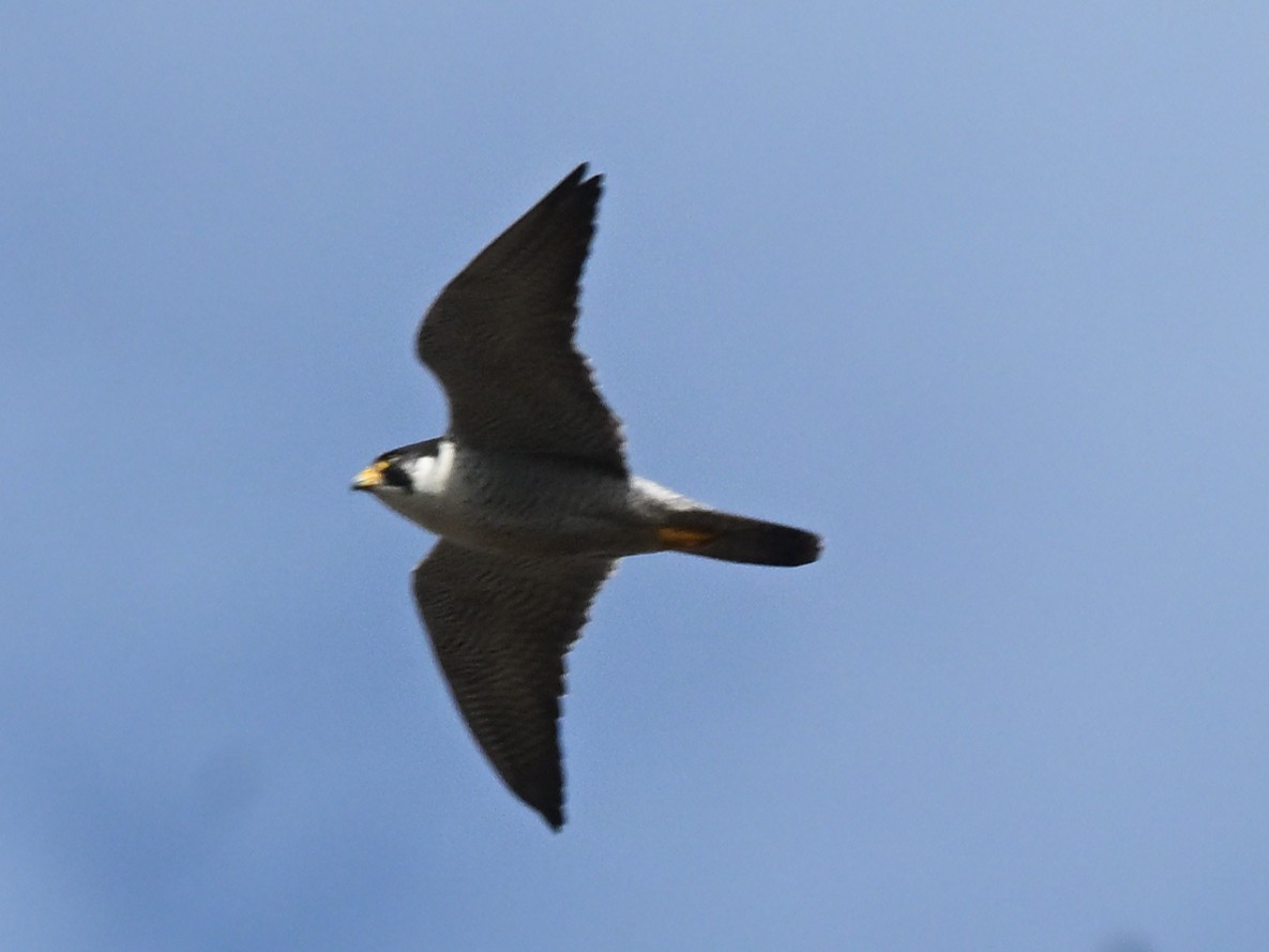 Peregrine Falcon - ML643272650