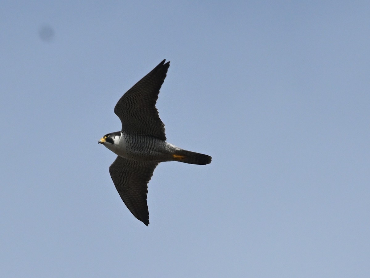 Peregrine Falcon - ML643272651