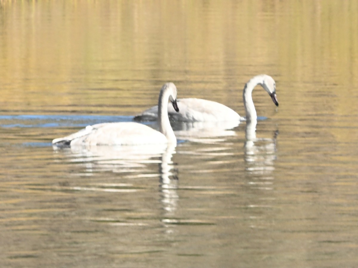 Trumpeter Swan - ML643272655