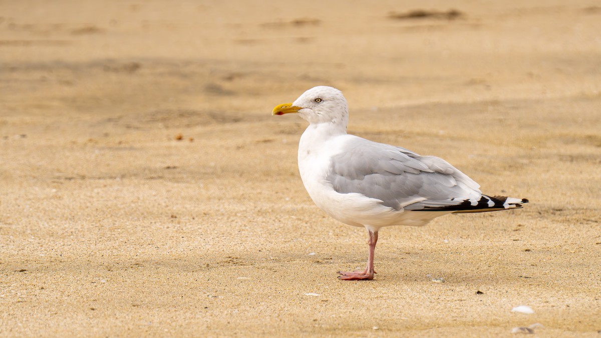 American Herring Gull - ML643272656