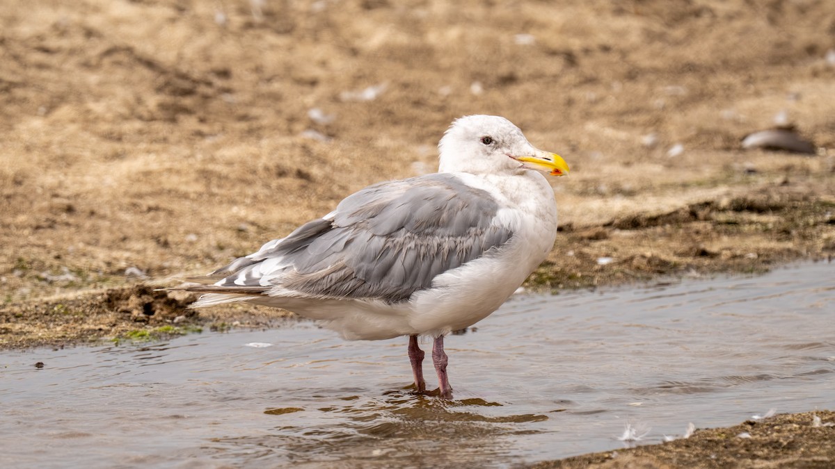 Glaucous-winged Gull - ML643272659