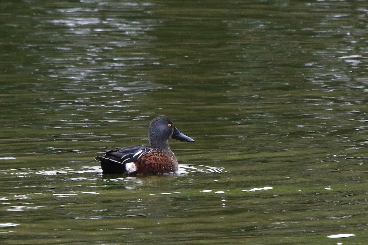 Australasian Shoveler - ML643272660