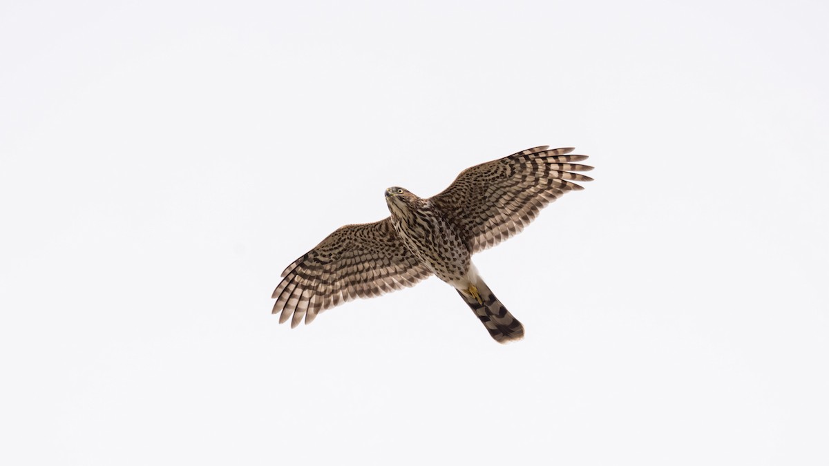 Sharp-shinned Hawk - ML643272669