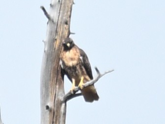 Red-tailed Hawk - ML643272690