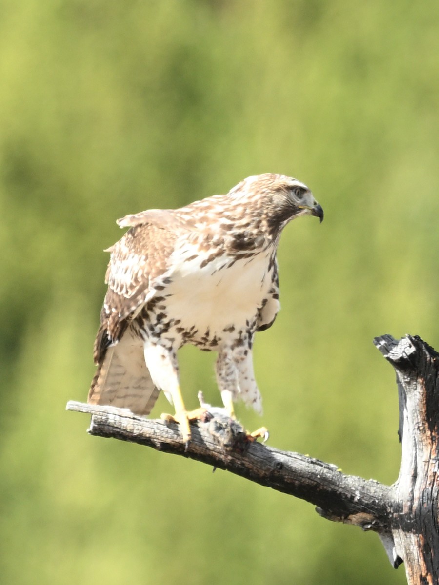 Red-tailed Hawk - ML643272691