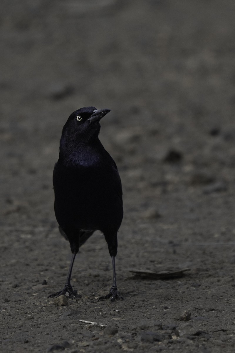 Great-tailed Grackle - ML643272693
