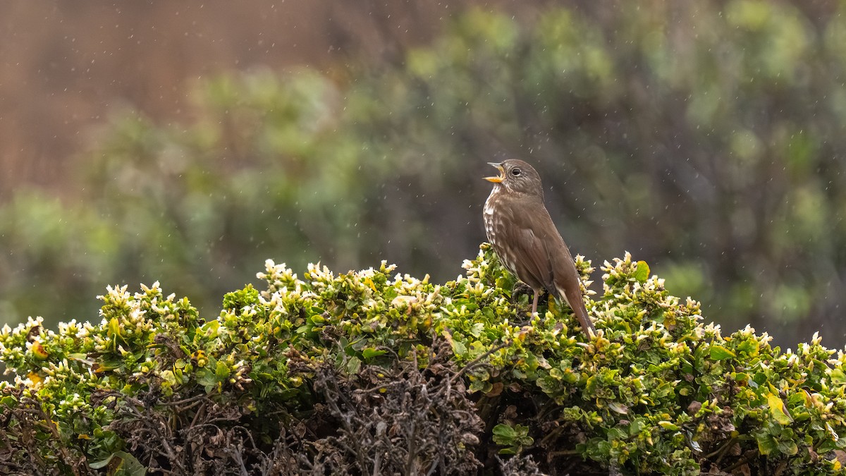 Fox Sparrow - ML643272724