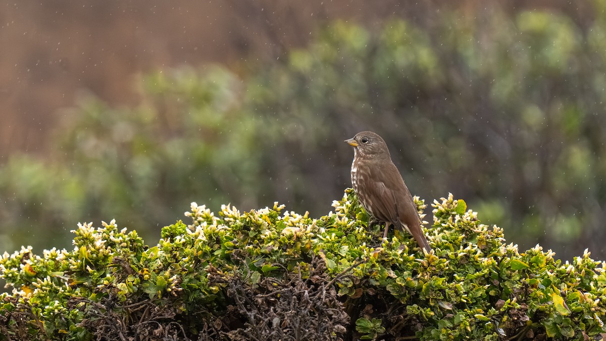 Fox Sparrow - ML643272725