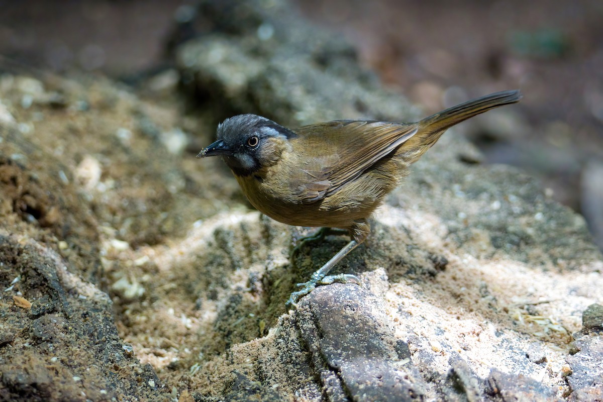 Gray-throated Babbler - ML643272751