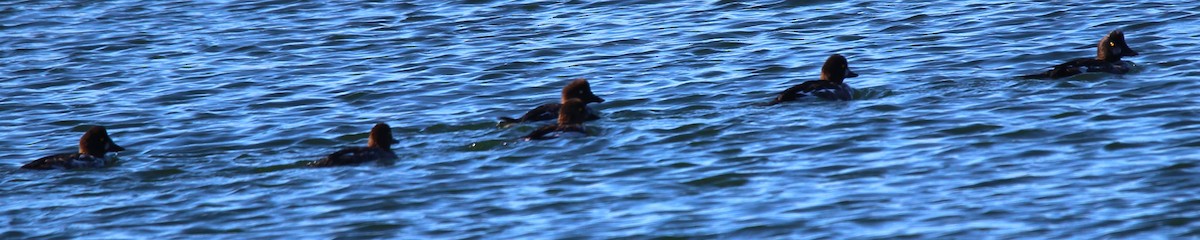 Common Goldeneye - ML643272755