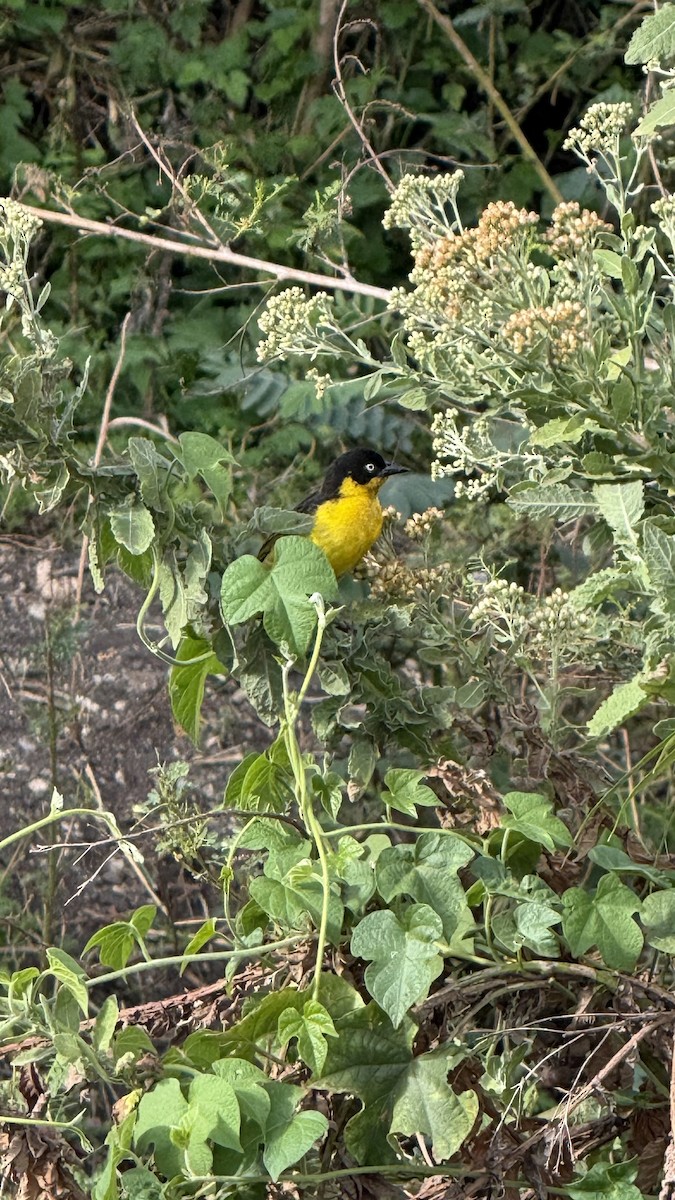 Baglafecht Weaver - ML643272768