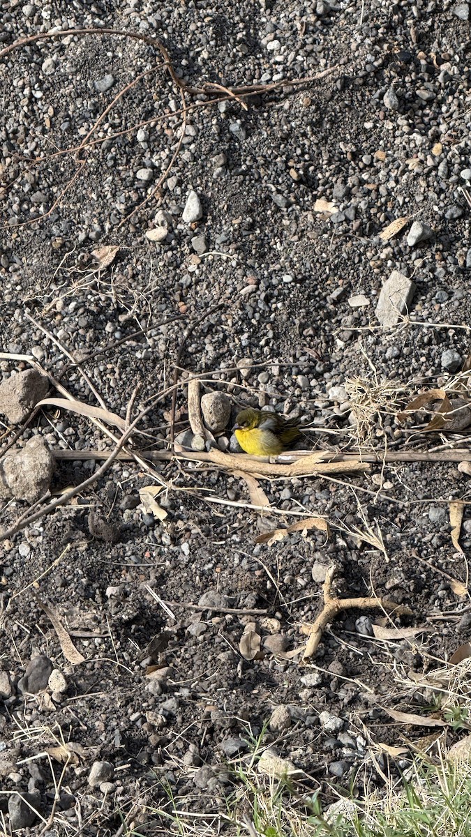 Baglafecht Weaver - ML643272769