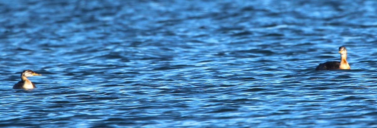 Red-necked Grebe - ML643272770