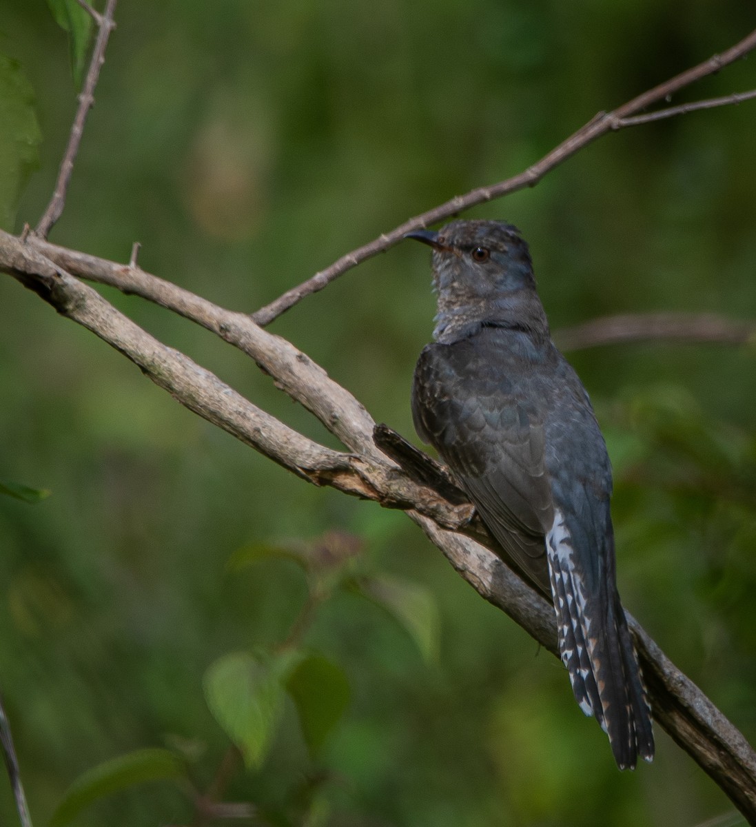 Cuco Pechigrís - ML643272790